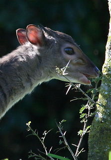 Blue Duiker The smallest of all antelopes Blue Duiker,Geotagged,Philantomba monticola,South Africa,Winter,antelope,mammals