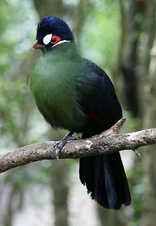 Hartlaub's Turaco Turacos are the only birds to posess true red and green colour. When you look at most birds the colour you are seeing is a reflection produced by the feather's structure. The turaco's red pigment (turacin) and green pigment (turacoverdin) both contain copper. These are the only creatures to have copper in their system! Africa,Birds,Fall,Geotagged,Hartlaubs Turaco,South Africa,Tauraco hartlaubi,Turacos