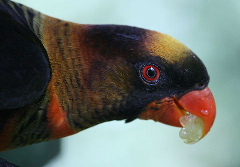 Dusky Lory  Birds,Dusky Lory,Geotagged,Pseudeos fuscata,South Africa,Summer