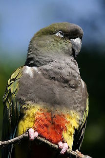 Patagonian Conure  Birds,Burrowing Parrot,Conures,Cyanoliseus patagonus,Geotagged,South Africa,Winter