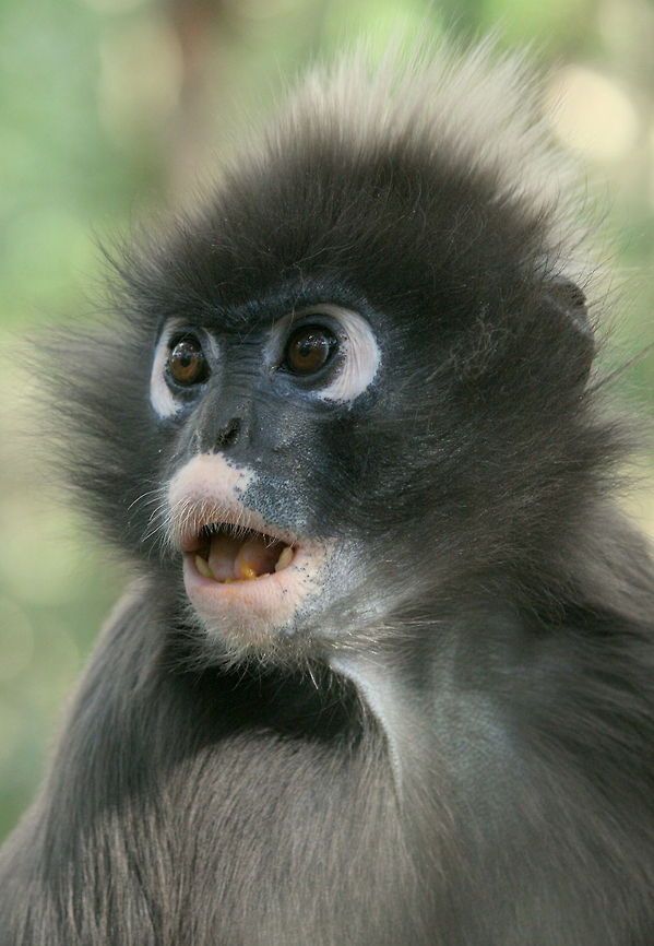 Spectacled langur So called because it looks like it is wearing glasses! Dusky leaf monkey,Geotagged,South Africa,Trachypithecus obscurus,Winter,monkeys,primates