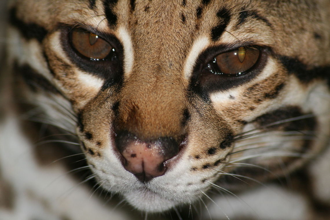 Ocelot Don&#039;t be fooled by that cute face, Ocelots can be the most ferocious of all cats! Bolivia,Geotagged,Leopardus pardalis,Ocelot,bolivia,cats,predators