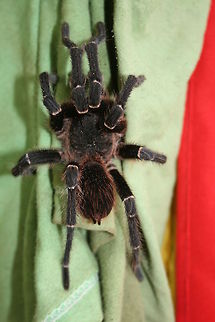 Tarantula I believe this could be Avicularia sp. although I am certainly no expert on spiders. Wiki isn't helping and wont even accept tarantula??
Regardless, this little beauty was found on my friends shirt just as she was going to put it on. She lived in the eaves above my bed in Bolivia!!! Avicularia,Bolivia,Geotagged,Spiders,Tarantula