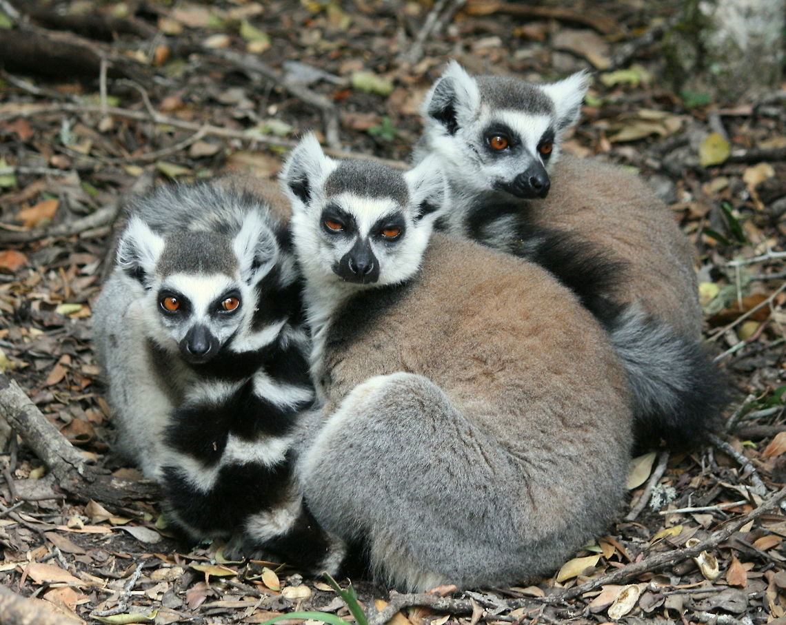 Ok, who farted? Sorry, couldn&#039;t resist that.. I just love the expression on the face of the one on the left Geotagged,Lemur catta,Ring-tailed lemur,South Africa,Spring,lemurs,madagascar,prosimian