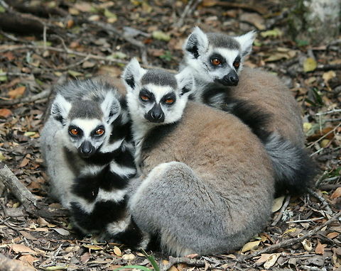 Ok, who farted? Sorry, couldn't resist that.. I just love the expression on the face of the one on the left Geotagged,Lemur catta,Ring-tailed lemur,South Africa,Spring,lemurs,madagascar,prosimian