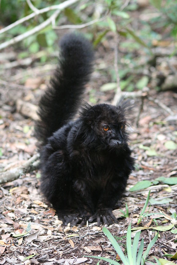 Black Lemur Being sexually dimorphic, it is only the male that is black. The female is a chestnut colour with white ear tufts. Black Lemur,Eulemur macaco,Fall,Geotagged,South Africa,lemurs,madagascar,prosimians