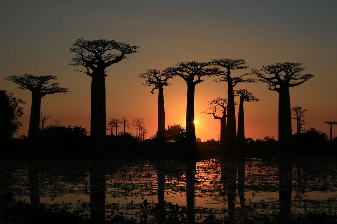 Avenue du Baobabs Classic Madagascar! Geotagged,Madagascar,Winter,baobabs,sunset,trees
