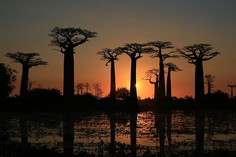 Avenue du Baobabs Classic Madagascar! Geotagged,Madagascar,Winter,baobabs,sunset,trees