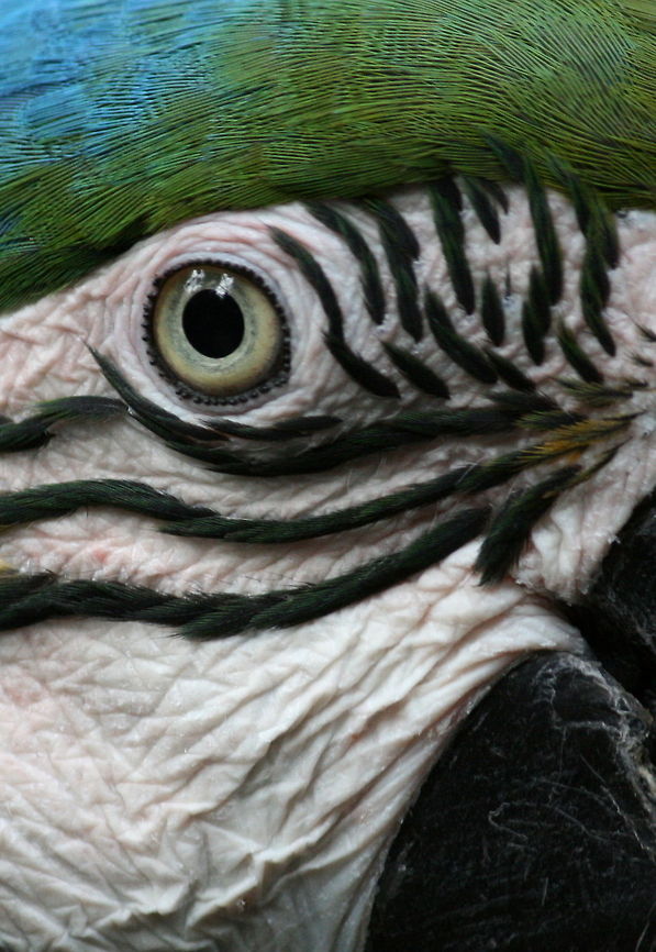 Macaw detail  Ara ararauna,Birds,Blue-and-Yellow Macaw,Geotagged,South Africa,Winter