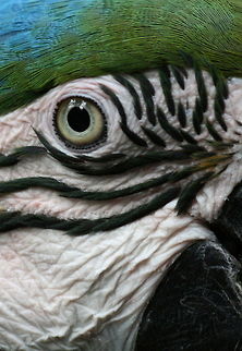 Macaw detail  Ara ararauna,Birds,Blue-and-Yellow Macaw,Geotagged,South Africa,Winter