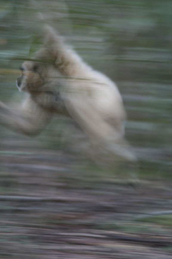 Gibbon 'in flight' Gibbons are remarkably fast, reaching speeds of up to 30km per hour and capable of leaping 10meters in one bound Fall,Geotagged,Hylobates lar,Lar gibbon,South Africa