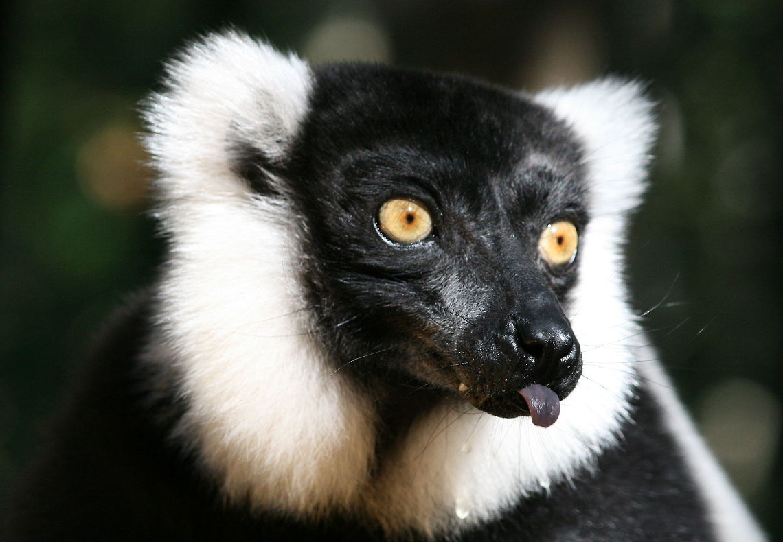 So rude!  Black-and-white ruffed lemur,Fall,Geotagged,Madagascar,South Africa,Varecia variegata,lemurs,prosimians