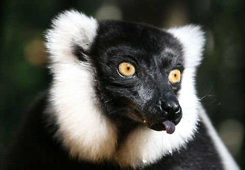 So rude!  Black-and-white ruffed lemur,Fall,Geotagged,Madagascar,South Africa,Varecia variegata,lemurs,prosimians