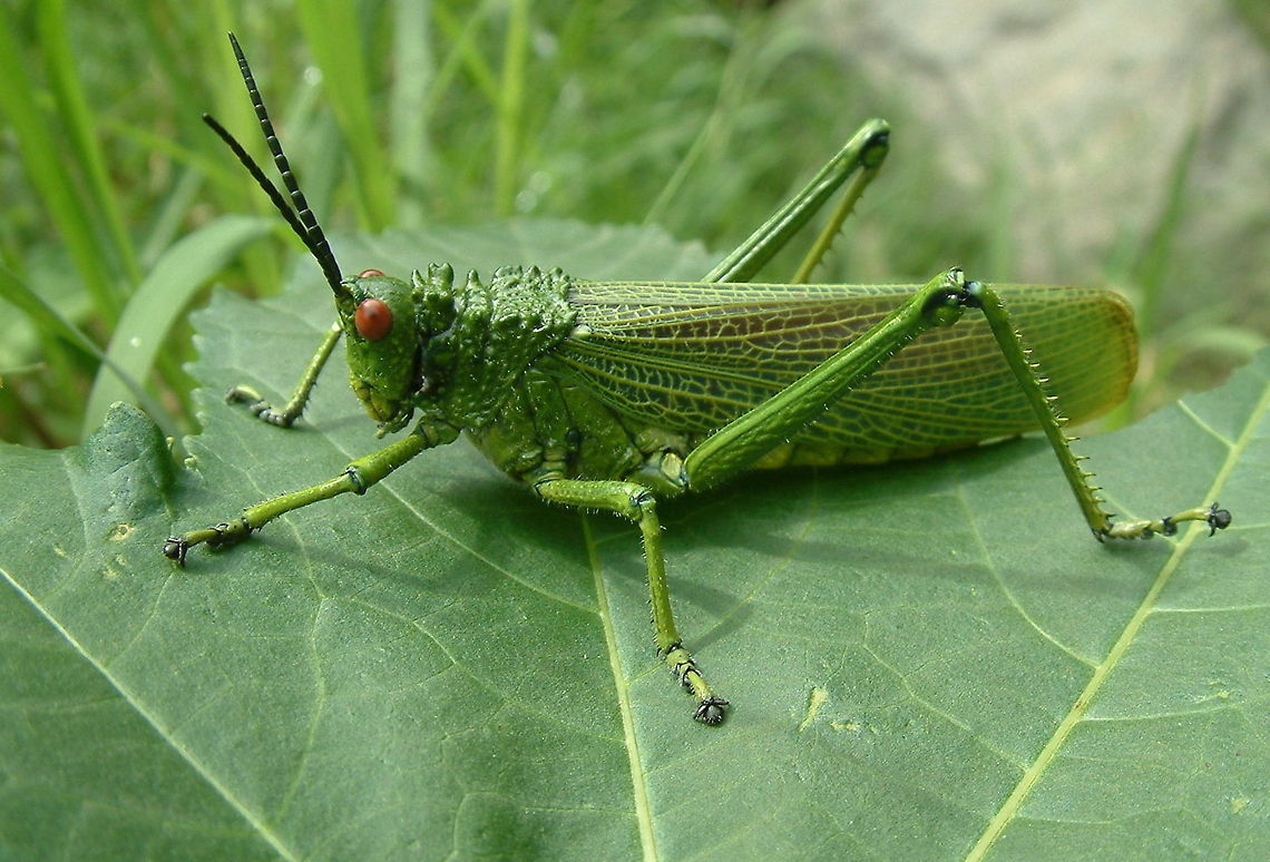 Green Milkweed Locust I have no idea what this is. Took the photo in Kenya if anyone can help? Geotagged,Phymateus viridipes,Spring,Tanzania