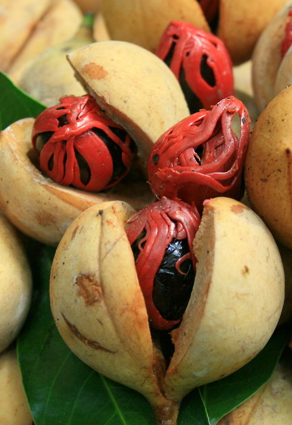 Nutmeg Nothing is wasted of the nutmeg fruit, the outer flesh is candied and eaten as confectionary, the red inner shell is dried to make mace and of course the inner nut is dried and shipped all over the world as nutmeg as we know it. Geotagged,Indonesia,Myristica fragrans,moluccas,nutmeg,spice