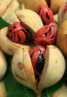 Nutmeg Nothing is wasted of the nutmeg fruit, the outer flesh is candied and eaten as confectionary, the red inner shell is dried to make mace and of course the inner nut is dried and shipped all over the world as nutmeg as we know it. Geotagged,Indonesia,Myristica fragrans,moluccas,nutmeg,spice