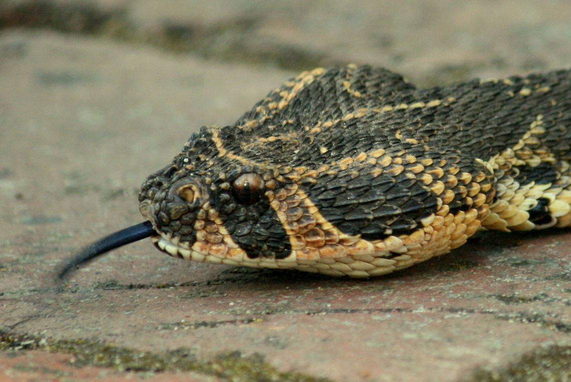An unwelcome resident! Yes, another Puff Adder...but THIS one has taken up residence in my garden!!!! Bitis arietans,Geotagged,Puff Adder,South Africa,Summer,reptiles,snakes