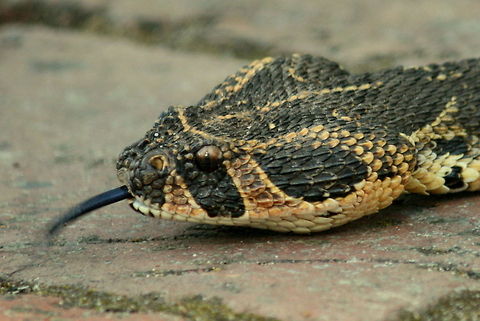 An unwelcome resident! Yes, another Puff Adder...but THIS one has taken up residence in my garden!!!! Bitis arietans,Geotagged,Puff Adder,South Africa,Summer,reptiles,snakes