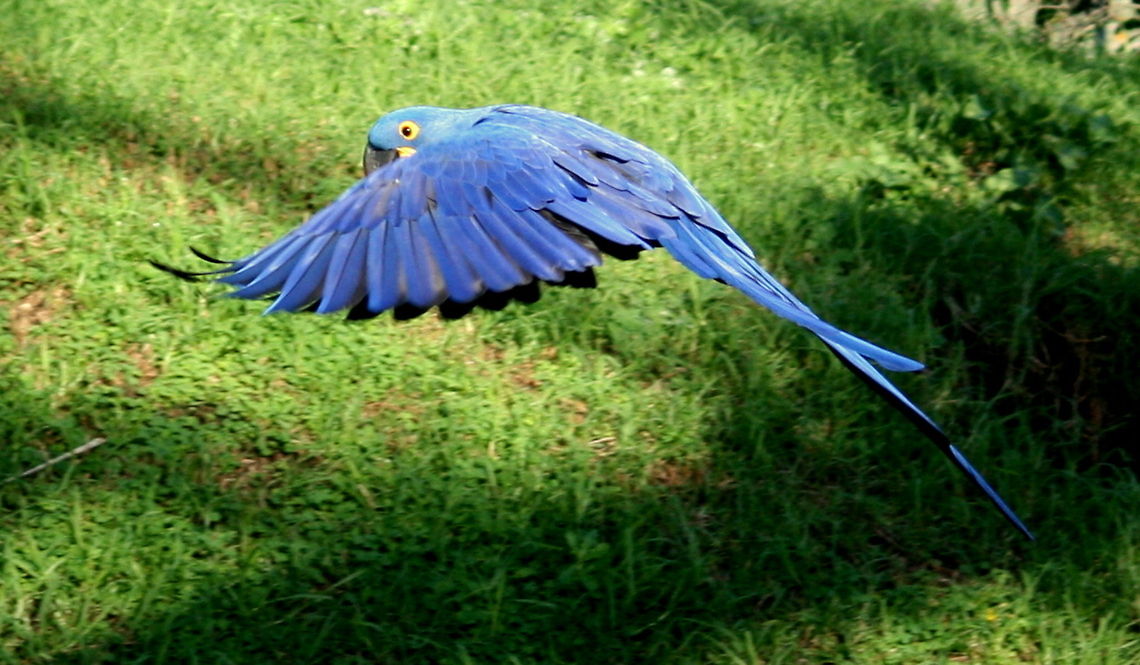 Hyacinth Macaw in flight  Anodorhynchus hyacinthinus,Fall,Geotagged,Hyacinth Macaw,South Africa,birds,endangered,parrots