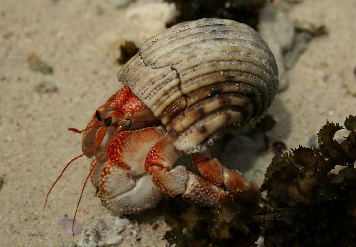 Hermit Crab No idea what sort! Decapoda,Fall,Geotagged,Hermit Crabs,Seychelles,crabs,paguroidea