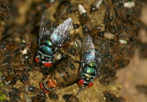 Flies around poo! A variety of insects feasting on monkey poo Geotagged,South Africa,Spring