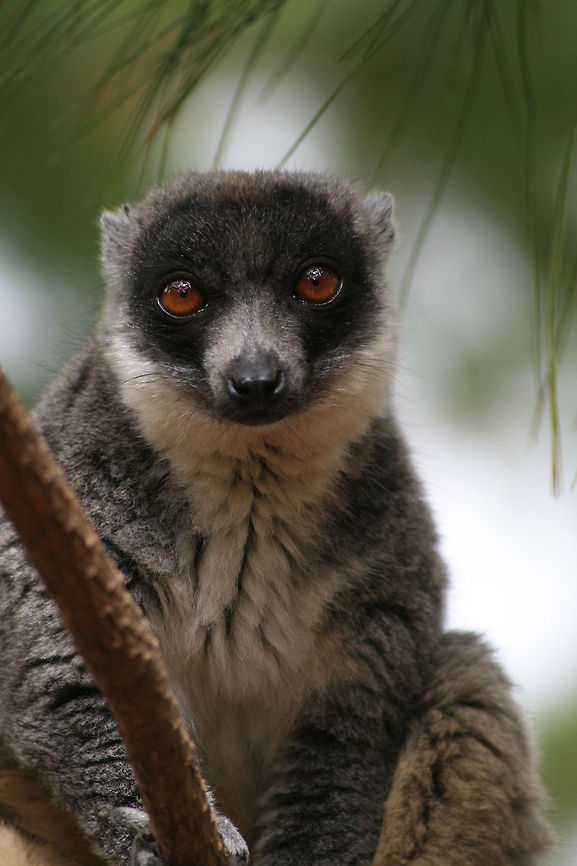 Brown Lemur Absolutely nothing common about it!<br />
Photo taken at Lemur Park, Antananarivo, Madagascar Common brown lemur,Eulemur fulvus,Fall,Geotagged,Madagascar,lemurs,prosimians