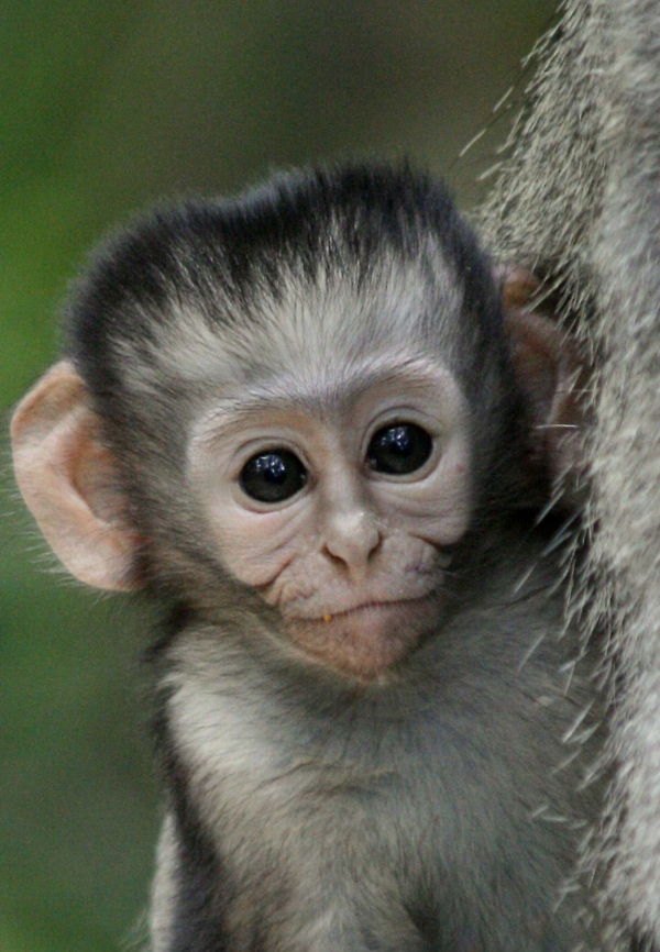 Baby Vervet  Africa,Chlorocebus pygerythrus,Geotagged,South Africa,Spring,Vervet monkey,monkeys,primates