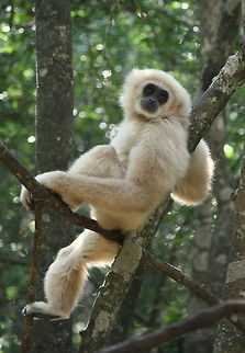 Lar Gibbon relaxing The Lar or White-handed gibbon comes in a variety of colours from this lovely blonde to a very dark brown, but it will always have a white face and white hands, hence its name. Geotagged,Hylobates lar,Lar gibbon,South Africa,Spring,apes,primates