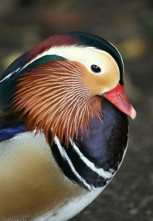 Mandarin Duck  Aix galericulata,Ducks,Geotagged,Mandarin Duck,South Africa,Water Birds,Winter