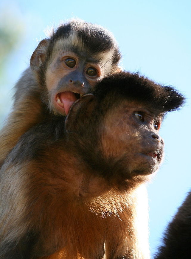 You must wash behind your ears!  Cebus apella,Geotagged,South Africa,Tufted capuchin,Winter,monkeys,primates