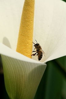 Bee on an Arum Lily  Geotagged,South Africa,Spring