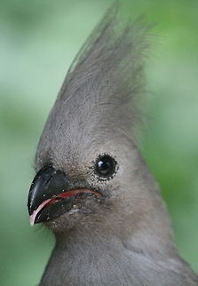 Go away! The 'Go-away' bird. Another of the Turaco family Corythaixoides concolor,Geotagged,Grey Go-Away-Bird,South Africa,Summer,birds,turacos