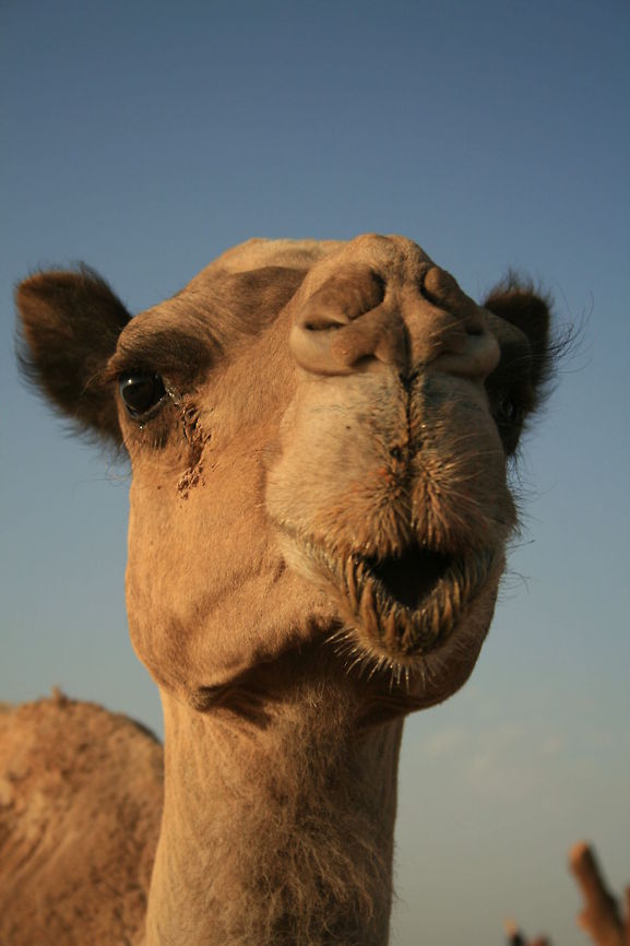 Give us a kiss!  Camellia sinensis,Camelus dromedarius,Dromedary camel,Geotagged,Morocco