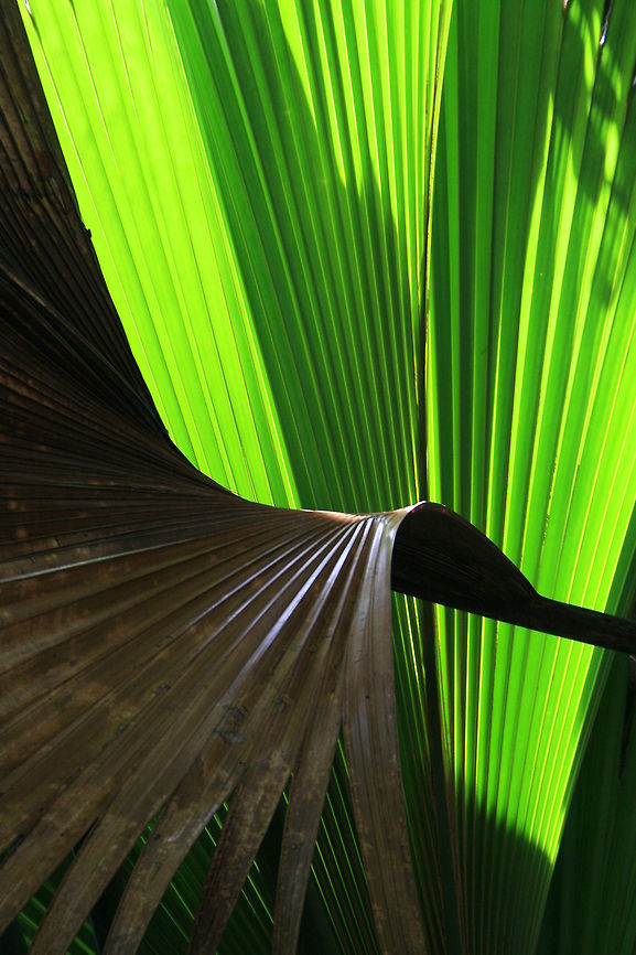 Dead and alive  Fall,Geotagged,Seychelles,palms,plants