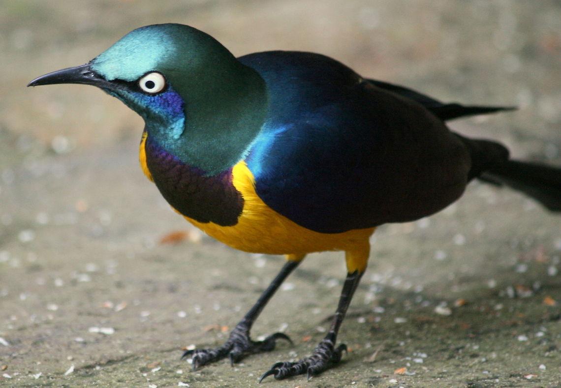 The evil eye!  Birds,Cosmopsarus regius,Fall,Geotagged,Golden-breasted Starling,South Africa,SuperbStarling
