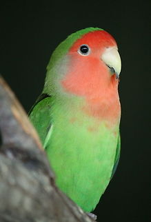 Lovebird  Agapornis roseicollis,Geotagged,Peach-faced Lovebird,South Africa,Summer