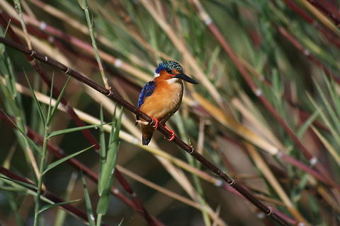 Kingfisher Ankaranfantsika, Madagascar Alcedo vintsioides,Birds,Corythornis vintsioides,Geotagged,Madagascar,Malagasy Kingfisher,Malagasy kingfisher,Winter