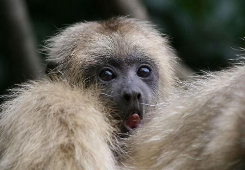 Baby Howler Young male about two weeks old. Only the females and juveniles are blonde, the males will turn jet black when they reach sexual maturity at around 5 years old.
The Howler monkey is the loudest of all land mammals and their call can be heard for up to 2 miles away!
Howlers are one of only three monkeys with fully prehensile tails (the others are spider and wooly) their tails are a full fifth limb and can suspend their full body weight. The ridge of skin under their tail has a fingerprint just like ours. Alouatta caraya,Black howler,Geotagged,Primates,South Africa,Winter,monkeys