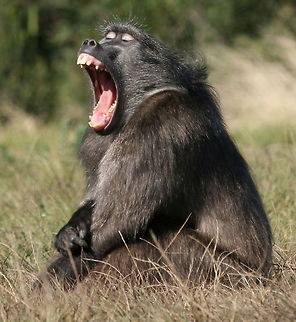Big yawn! Misunderstood and persecuted, baboons are highly intelligent and social animals. I am fortunate enough to have a whole troop living next to me. Africa,Chacma baboon,Geotagged,Papio ursinus,South Africa,Winter,monkeys,primates