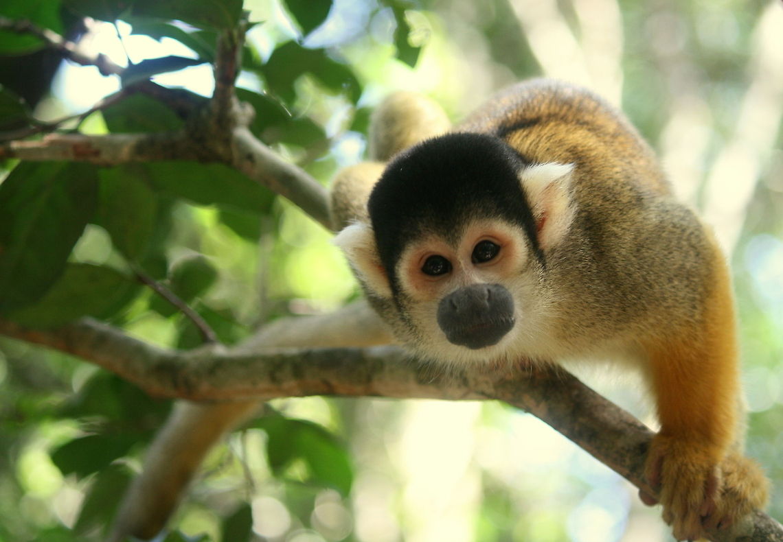 Bolivian Squirrel Monkey One of the smallest of monkeys is also one of the most aggressive. Living in troops numbering up to 100, they attack en-masse. Its a scary sight. They also have small monkey syndrome and will attack pretty much anything. Black-capped squirrel monkey,Geotagged,Saimiri boliviensis,South Africa,Summer,monkeys,primates