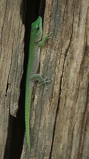 Green day gecko Ankaranfantsika, Madagascar Geotagged,Madagascar,Madagascar day gecko,Phelsuma madagascariensis madagascariensis,Winter