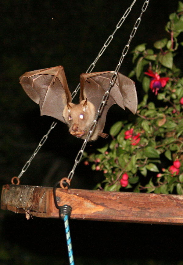 Greedy bat Just leaving my bird table...with his mouth full! Epomophorus crypturus,Geotagged,Peterss Epauletted Fruit Bat,South Africa,Summer,bats