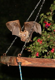 Greedy bat Just leaving my bird table...with his mouth full! Epomophorus crypturus,Geotagged,Peterss Epauletted Fruit Bat,South Africa,Summer,bats