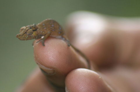 Big-nosed chameleon Calumma nasutum...cant get it on Wiki.
Tiny little thing, not the best picture but it gives you an indication of size Big-nosed chameleon,Calumma nasutum,Geotagged,Madagascar,Winter,big-nosed chameleon,chameleons,madagascar