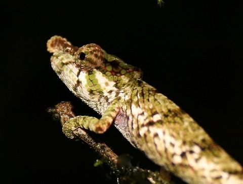 Big-nosed chameleon Slightly better picture of calumma nasutum. Found in Ranomafana National Park, Madagascar Big-nosed chameleon,Calumma nasutum,Geotagged,Madagascar,Winter,chameleons,madagascar,reptiles