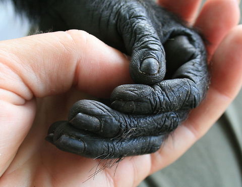 Pri-mates! I was absolutely stunned when this fabulous macaque came up to me and took my hand.  later discovered that there was a research station nearby and the monkeys were habituated to humans. Still, it took my breath away Celebes Crested macaque,Geotagged,Indonesia,Indonesia 3,Macaca nigra,Spring