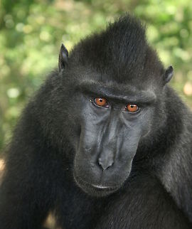 Black crested macaque A very curious little guy, this is the one that took my hand Celebes Crested macaque,Geotagged,Indonesia,Macaca nigra,monkeys,primates,sulawesi