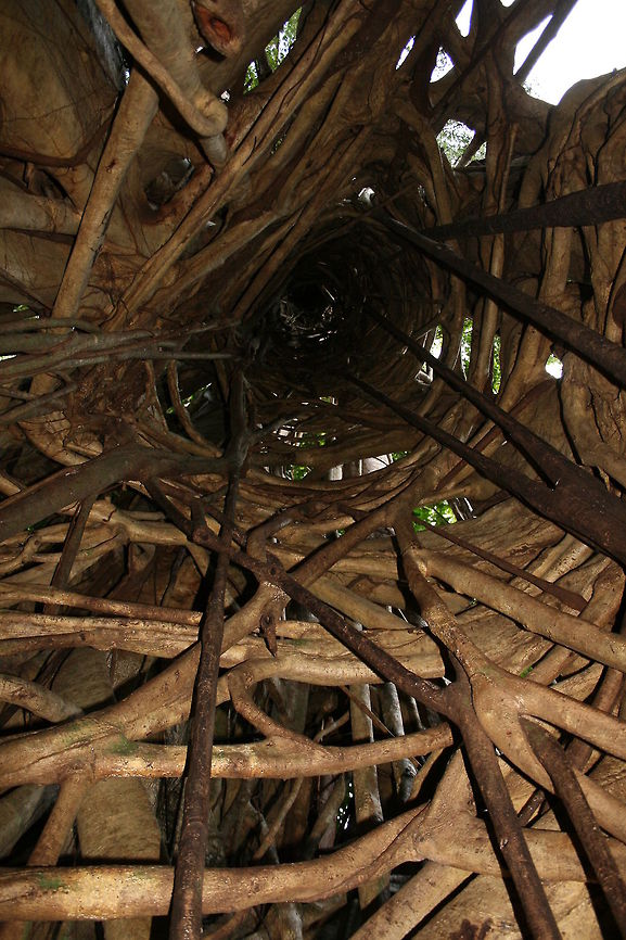 Strangler fig Looking up inside ficus altissima (I think) after it has devoured the tree it encompassed.<br />
Tongkoko Nature Reserve, Sulawesi Geotagged,Indonesia,Vines