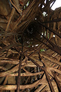 Strangler fig Looking up inside ficus altissima (I think) after it has devoured the tree it encompassed.
Tongkoko Nature Reserve, Sulawesi Geotagged,Indonesia,Vines