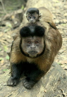 Proud Dad! Capuchins make great parents and all chip in to take care of the young...even Dad does his bit although the youngster looks a little concerned! Cebus apella,Geotagged,South Africa,Spring,Tufted capuchin,monkeys,primates,south america